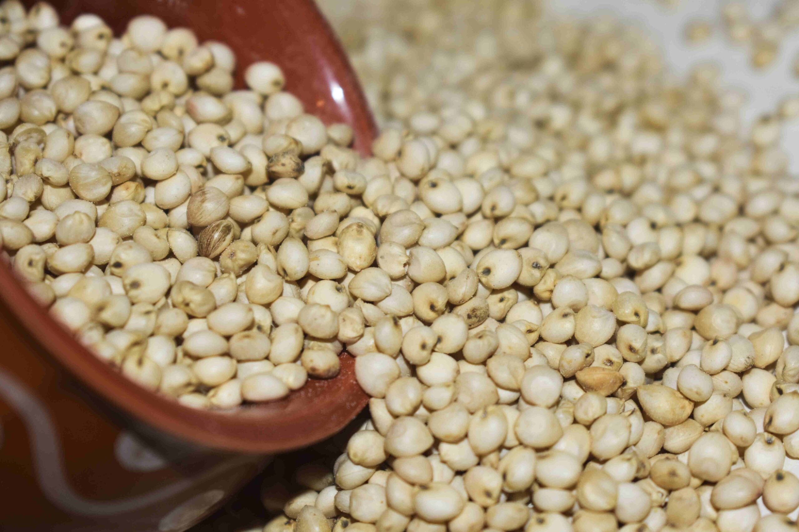 JOWAR CHOLAM (SORGHUM)